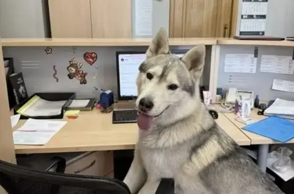Найдена собака, Ростов-на-Дону, фото: Собака найдена, Большая Садовая, Ростов-на-Дону