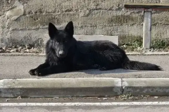 Пропала овчарка, Уссурийская 29/1, Краснодар - photo