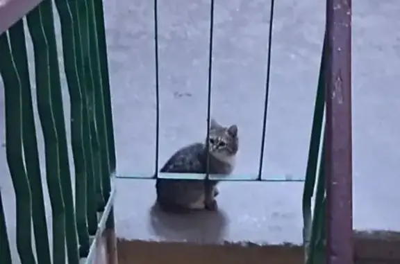Найдена кошка, Йошкар-Ола, фото: Кошка найдена на Ленинском 22, Йошкар-Ола