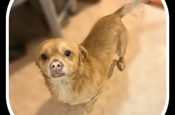 Найдена собака, Краснодар, фото: Найдена собака на ул. Деповская, Краснодар