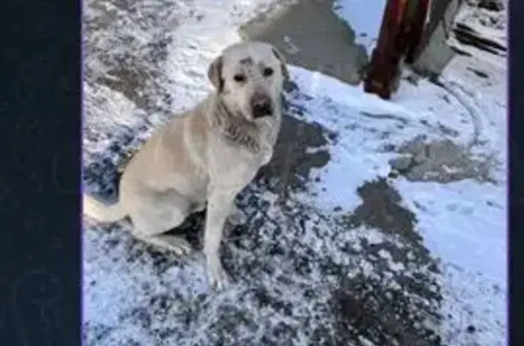 Найдена собака, Волгоград, фото: Лабрадор найден: Удмуртская 75А, Волгоград