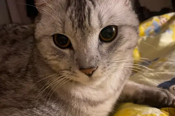 Пропала кошка, ул. Гидростроителей 21, Краснодар - photo