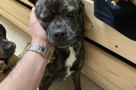 Найдена собака, Краснодар, фото: Найдена собака, ул. Бабушкина 100, Краснодар