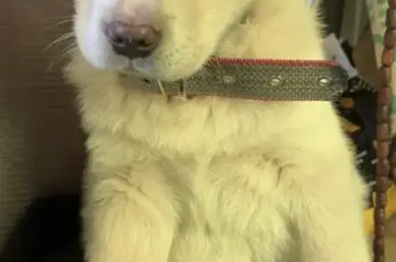 Объявления о пропавших и найденных животных, Центральный, фото: Пропала собака, ул. Мира, 28А, Центральный