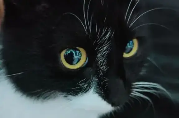 Пропала кошка, Красноармейская 9, Тихорецк - photo