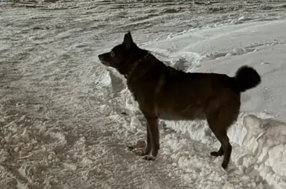 Найдена собака, Васильково, фото: Собака найдена в Васильково, Калининградская обл.