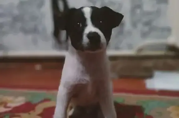 Собаки потеряшки, Славянское, фото: Потеряшка собака, ул. Островского, 50