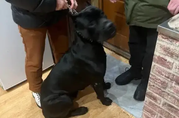 Найдена собака, Калининград, фото: Найден кобель карне корсо, Алданская ул.