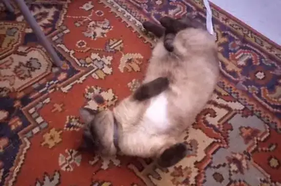 Пропал сиамский кот, Ноябрьская 54, Оренбург - photo