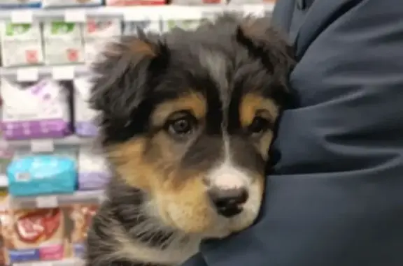 Найденные животные Иркутск, фото: Найдена собака, ул. Лызина, 7Г, Иркутск