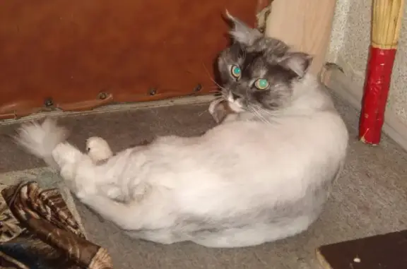 Найдена кошка, Иркутск, фото: Кошка найдена: Иркутск, Трудовая 49