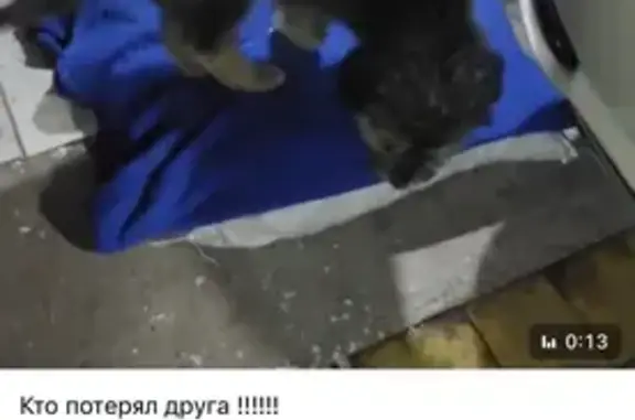 Найдена собака, Красноярск, фото: Собака найдена: ул. Тимошенкова, Красноярск