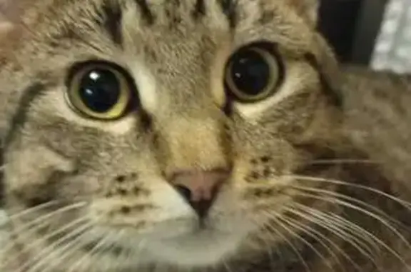 Кошки потеряшки, Кукмор, фото: Потеряшка кошка, Школьная ул., Починок Кучук