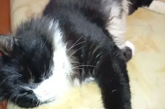 Пропала кошка, ул. Чкалова 23, Рязань - photo