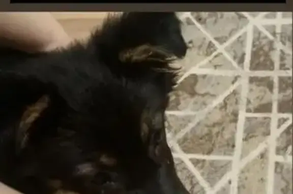 Найдена собака, Оренбург, фото: Собака найдена: Квартальный пер., 2А, Оренбург