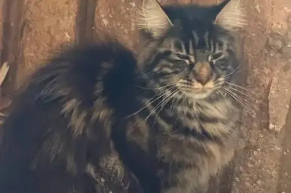 Кошка найдена в снегу, Смоленс...