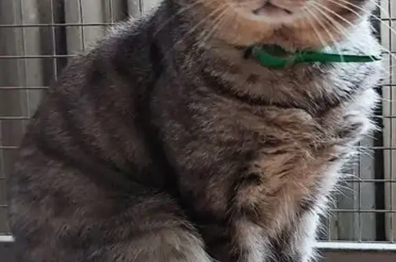 Найдена кошка, Озерки, фото: Кошка найдена: Железнодорожная 8Б, Озерки