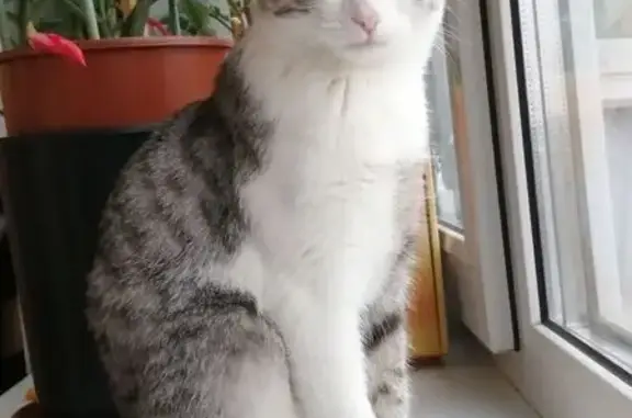 Объявления о пропавших и найденных животных, Самара, фото: Пропала кошка на Стара-Загора, 209