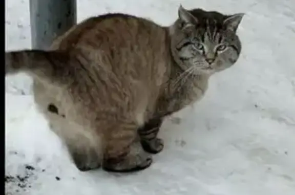 Найдена кошка, Кемерово, фото: Кошка найдена: Пролетарская 24, Кемерово