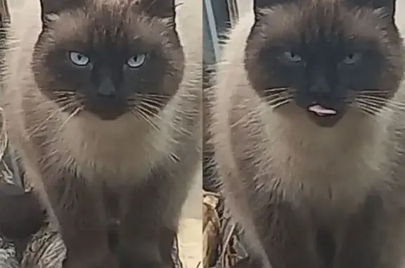 Пропала кошка на ул. Земляной Вал, Тюмень - photo