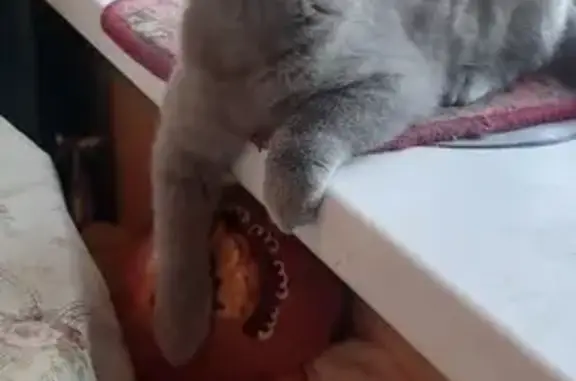 Пропала кошка в Стулово-3, Ногинск - photo