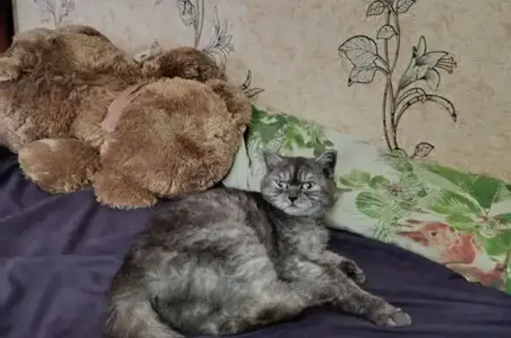 Найдена кошка, Тула, фото: Кошка найдена: ул. Д. Ульянова, 20, Тула