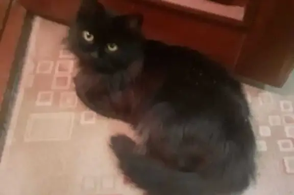 Пропала кошка, Басандайская ул., Томск - photo