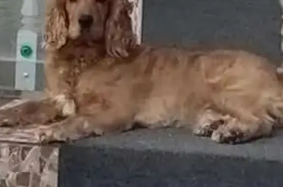 Пропала собака в Крапивенском СП, Тула - photo