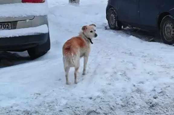 Найденные животные Уфа, фото: Потеряна собака на проспекте Октября, Уфа