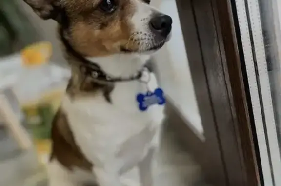 Собаки потеряшки, Белоярский, фото: Потеряшка собака на Лазурной, Белоярский