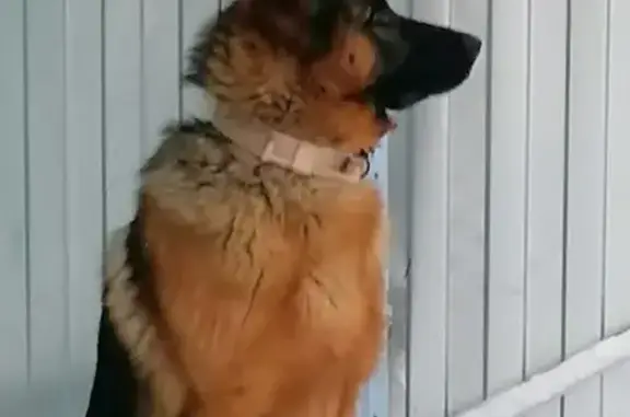 Пропала собака, ул. Ульянова, 2В, НЧ - photo