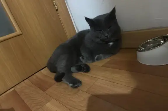 Объявления о пропавших и найденных животных, Минусинск, фото: Кошка найдена: Алтайская ул., 3, Минусинск