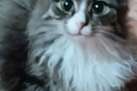 Пропала кошка на Дзержинского, 35, Белово - photo