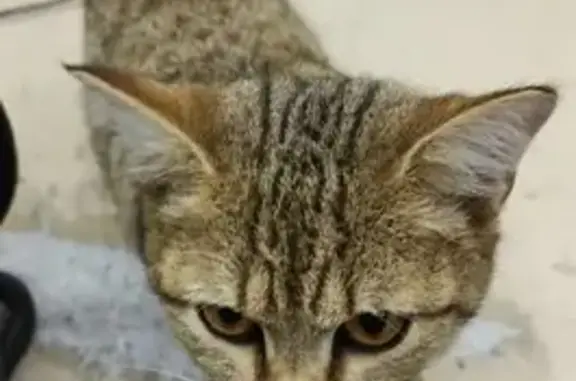 Найдена кошка, Новосибирск, фото: Кошка найдена: ул. Грибоедова, 178, НСК