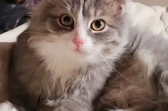 Пропала кошка Стёпа, Глазово 40 - photo