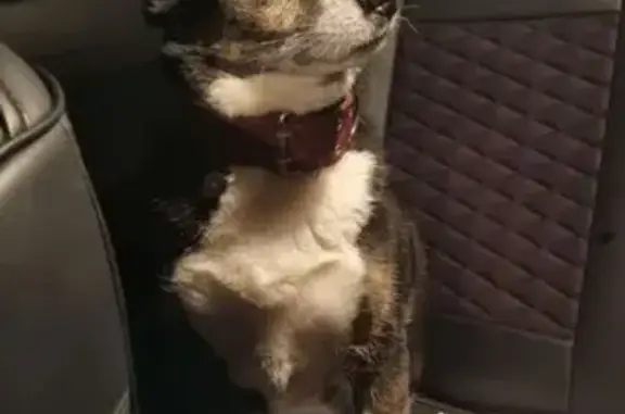 Найденные животные Петрозаводск, фото: Собака найдена: Антонова 2, Петрозаводск