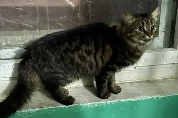 Найдена кошка, Орёл, фото: Кошка найдена на ул. Машкарина, Орёл