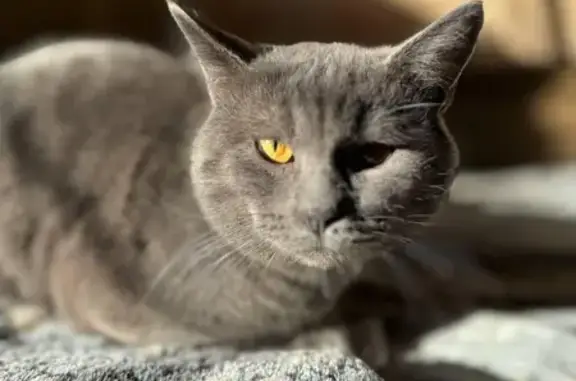 Найденные животные Ростов-на-Дону, фото: Кошка найдена: Литературная 20, Ростов-на-Дону