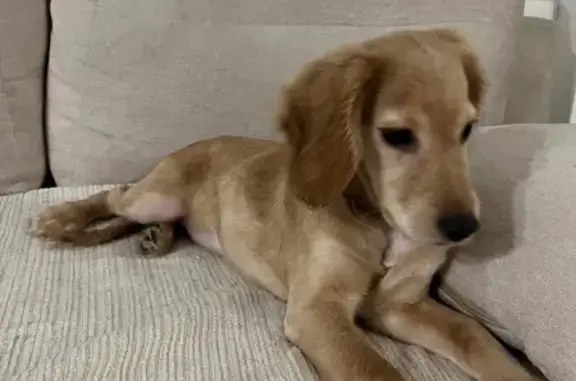Найденные животные Саратов, фото: Золотистый щенок найден: Студёная 3, Саратов