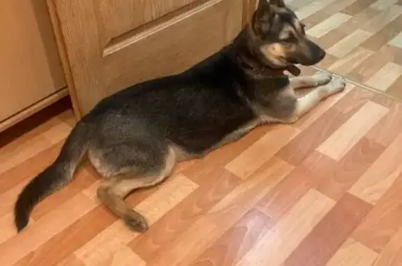 Найденные животные Воронеж, фото: Найдена овчарка, ул. Героев Сибиряков 29