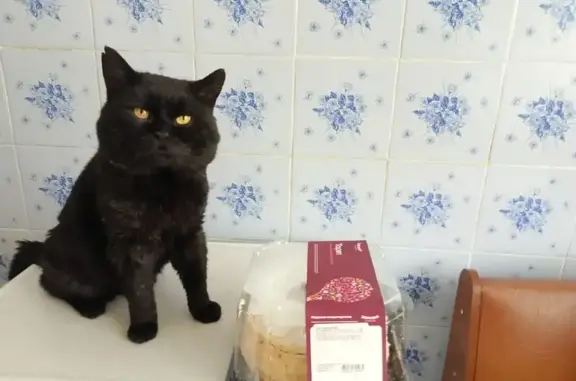 Пропал кот Уголёк, Пролетарская ул., Губкин - photo