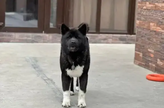 Пропала собака на 8-й Гвардейской, Мысхако - photo