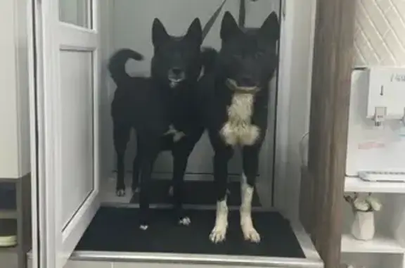 Пропала собака, Лесопарковая 15/19 - photo