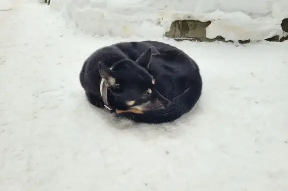 Найдена собака, Лесной Городок, фото: Найдена собака у Охотничий пер., 5, Лесной