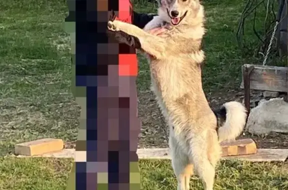 Пропала лайка, ул. Кирова 1А, Черноисточинск - photo