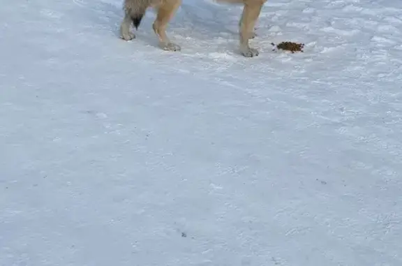 Найдена собака, Красноярск, фото: Найдена собака, Красноярск, ул. 10