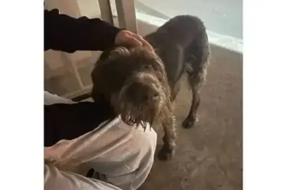 Пропала собака, ул. Борцов-революции, Минусинск - photo