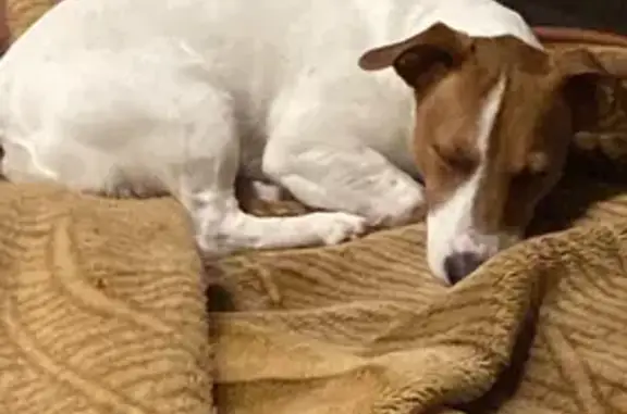 Собаки потеряшки, Москва, фото: Потеряшка собака на ул. Красный Казанец, 1 к2