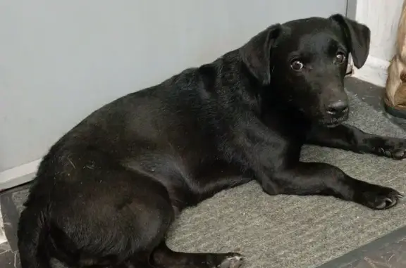 Найденные животные Иркутск, фото: Собака найдена: ул. Маяковского, 14, Иркутск