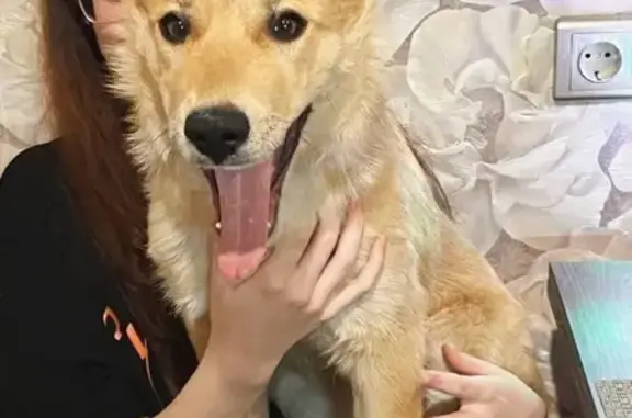 Саратов: найдена собака, 3-й пр. Строителей, 3 - photo